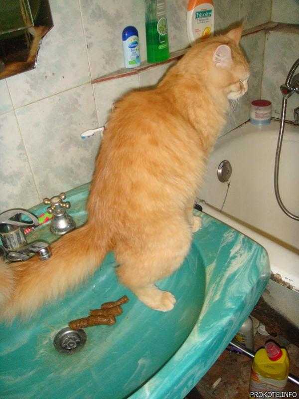 Что делать, если кот не ходит в туалет по большому?