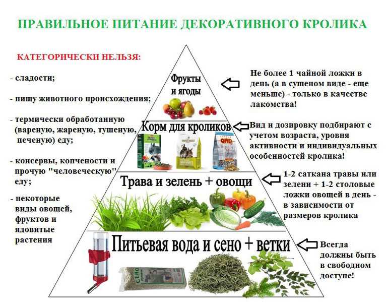 Можно ли котятам есть сырое яйцо