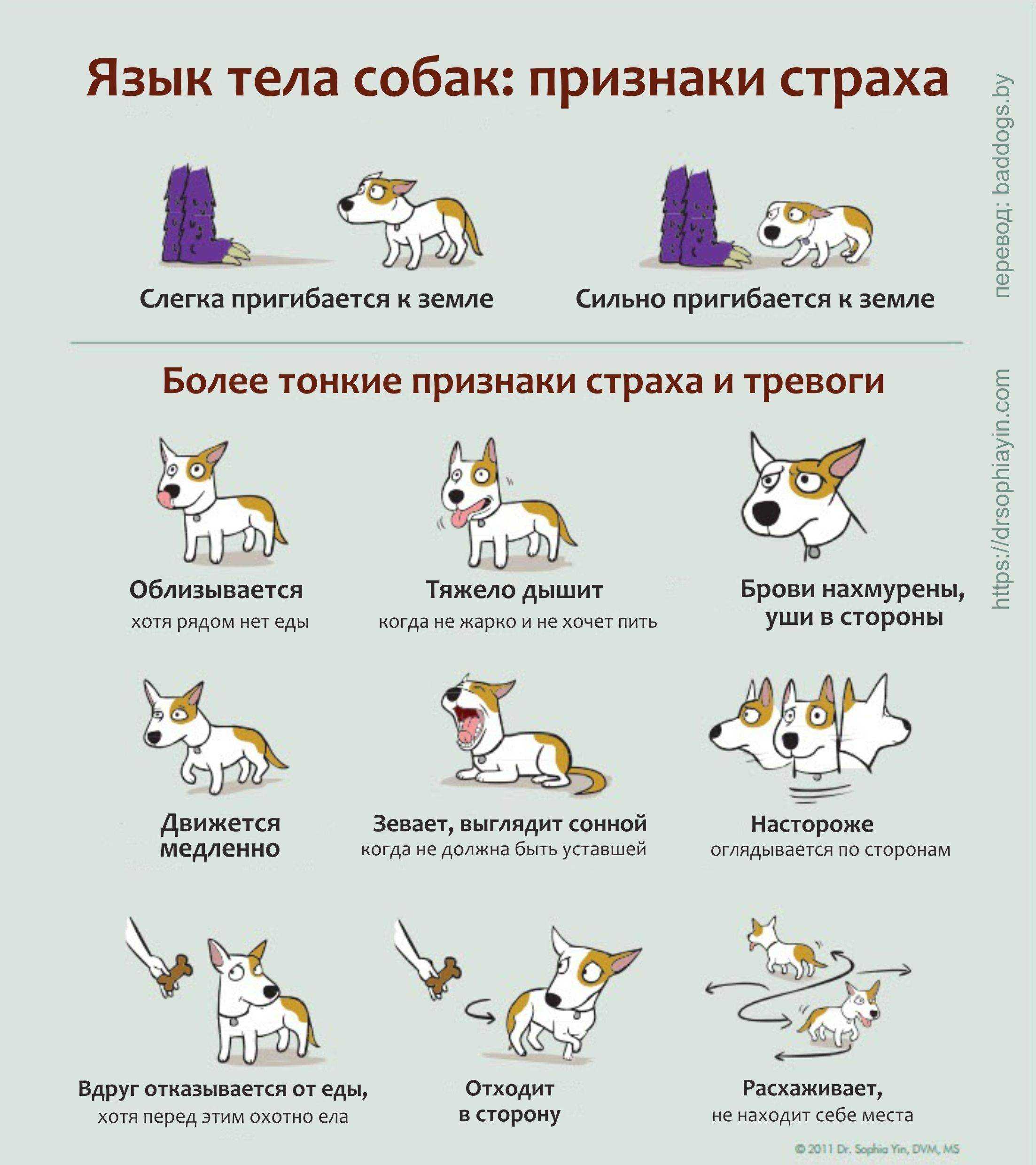 Почему собака закрывает лапами уши