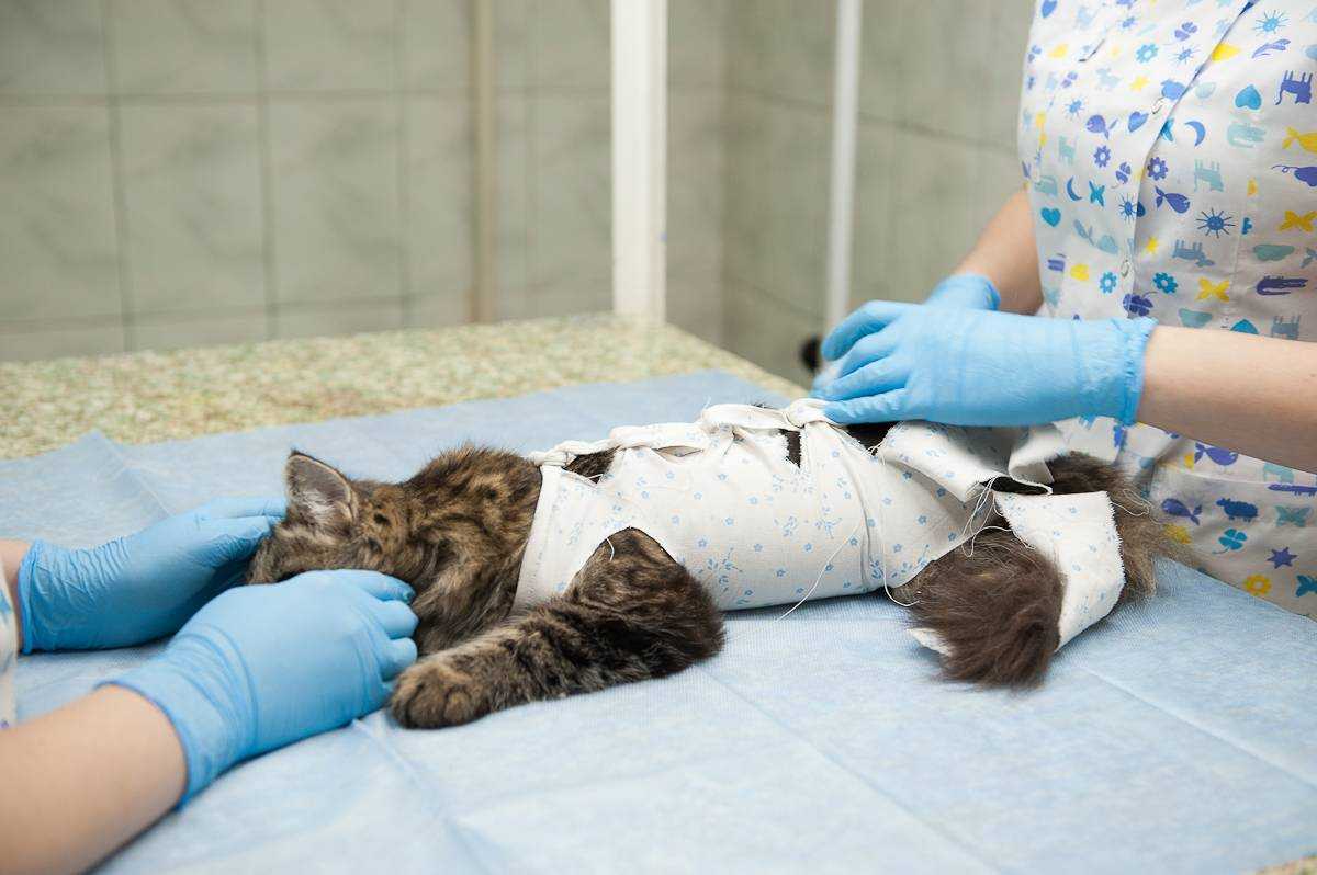 Болезни кастрированных котов