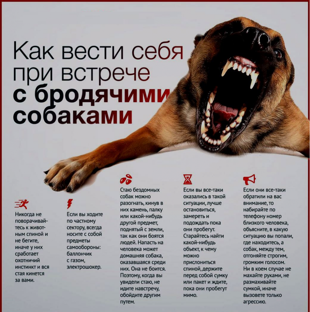 Почему собака не хочет гулять: болезни, стресс, негативный опыт, психологические факторы