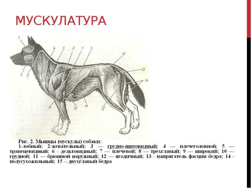 Шишка на хвосте у кота: что это и как лечить