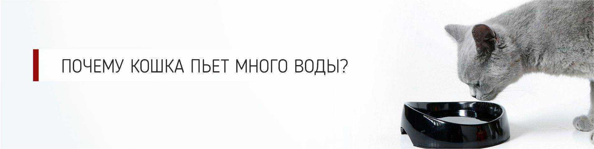 Что делать, если кот не ест и не пьёт ничего 3 дня, вялый, спит постоянно, похудел и ослабел