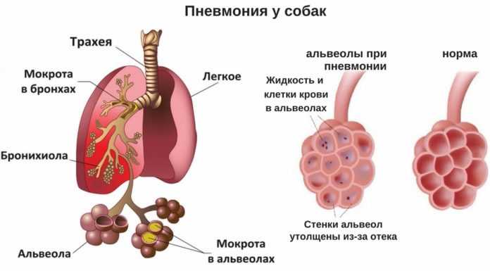11 симптомов воспаления легких у кошек - диагностика, лечение