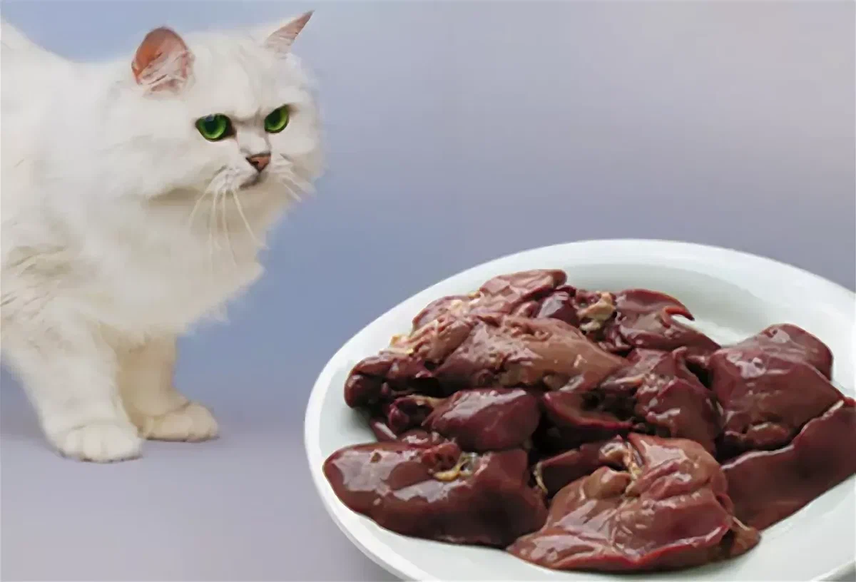 Каким мясом кормить кошку и кота?