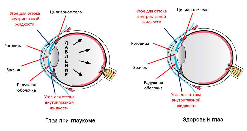 Проблемы с глазами у собак и их лечение