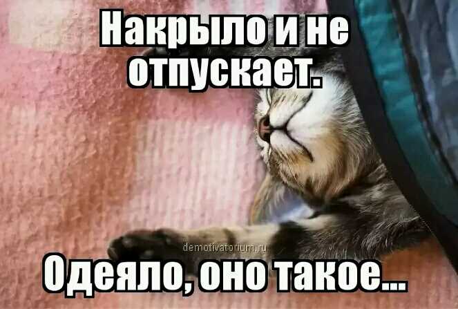 Почему кошки прячутся?