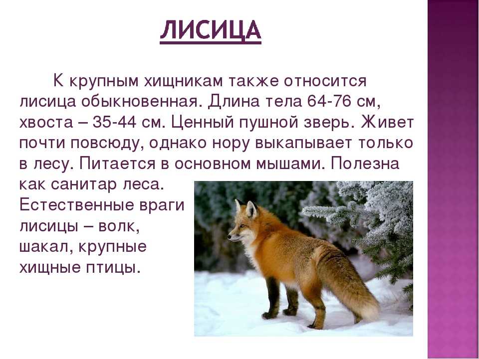 Все о лисах