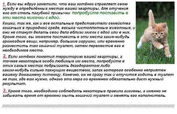 Как понять, что котенок хочет в туалет?