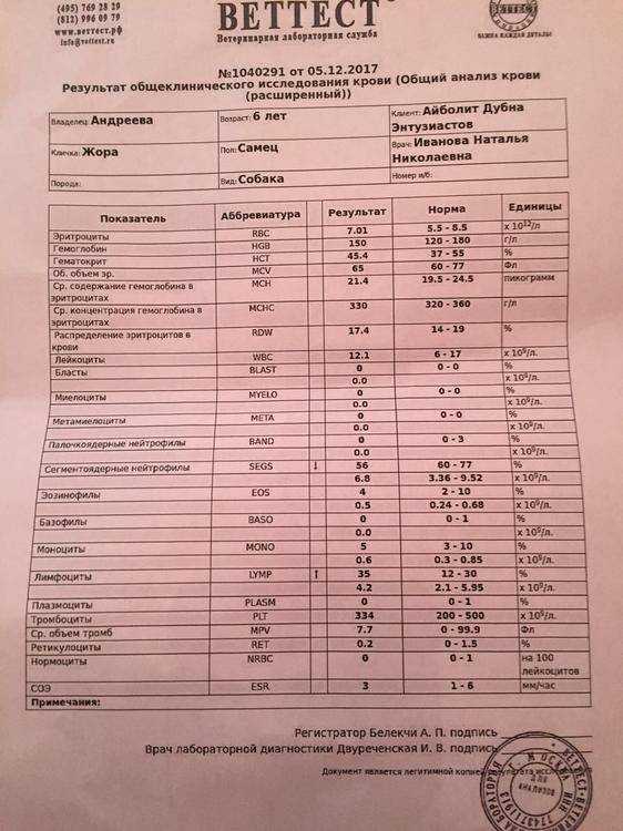 Повышенные лейкоциты и лимфоциты в крови у собаки