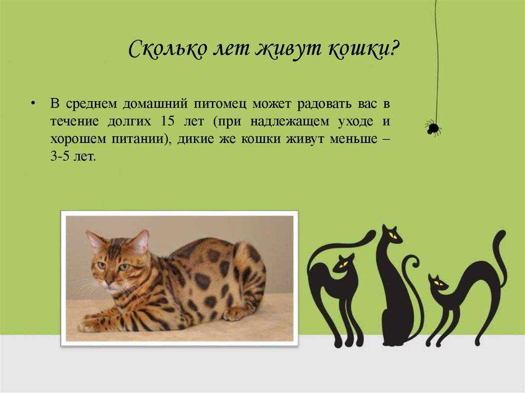Сколько живут кастрированные коты в домашних условиях и кошки после стерилизации?