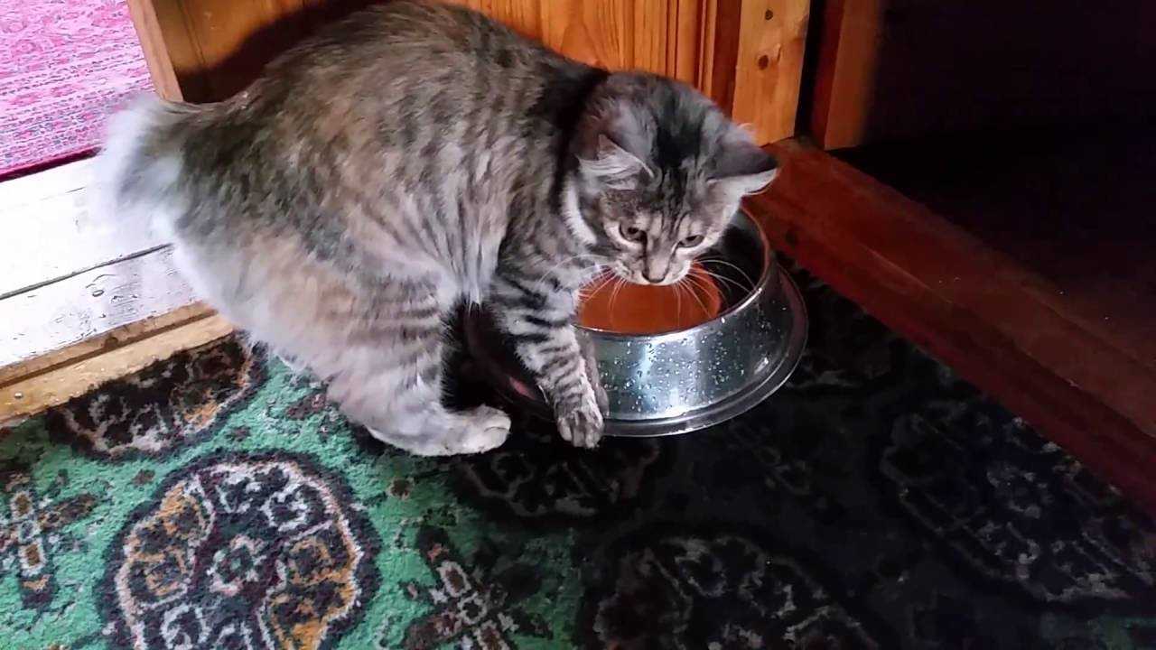 Котята курильского бобтейла кормление