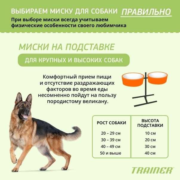 Как выбрать миску для собаки - человеку о собаке