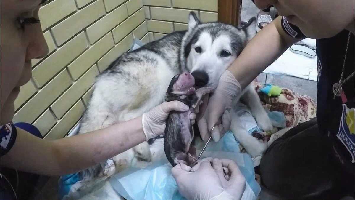 Роды у собаки