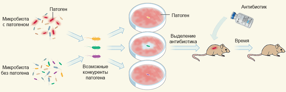 У кота отекли яички