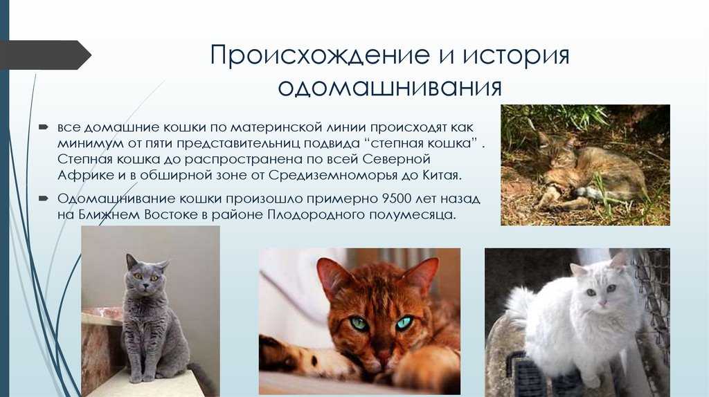 Как правильно брать и держать кота или кошку на руках, чтобы не причинить неудобств животному?