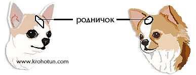 Родничок у собак: что это такое и его функции. знание родничок чихуахуа когда зарастает родничок у той терьера