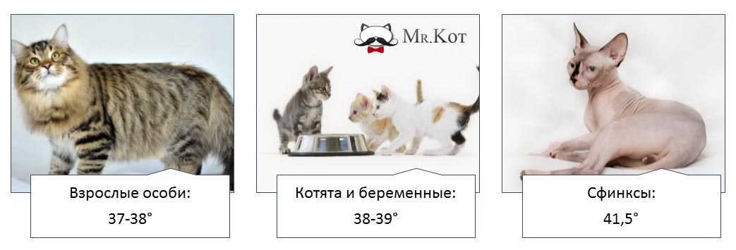 Температура у кошки: нормы и отклонения, как измерить и сбить жар в домашних условиях