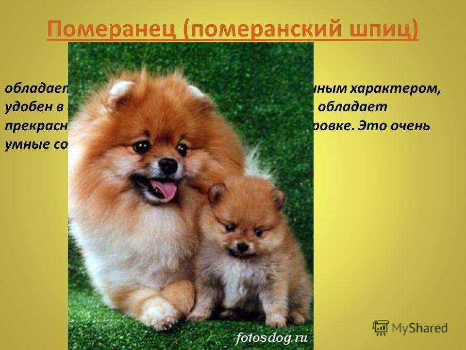 Немецкий малый шпиц (кляйншпиц) - лапковский