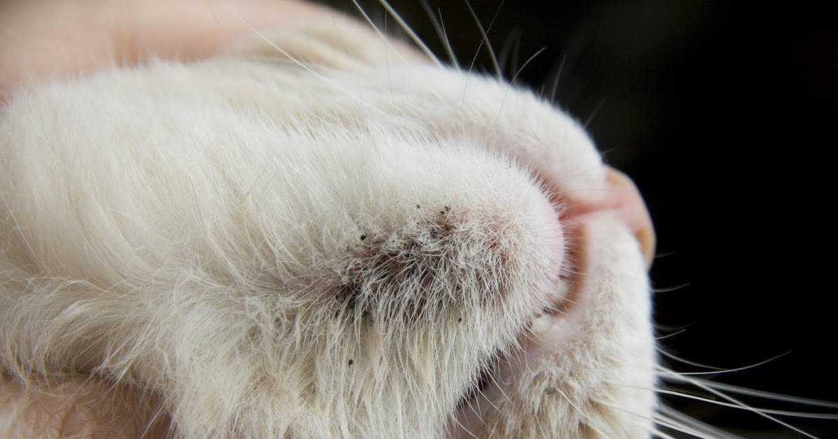 Папилломы у кота: описание, причины, симптомы, лечение