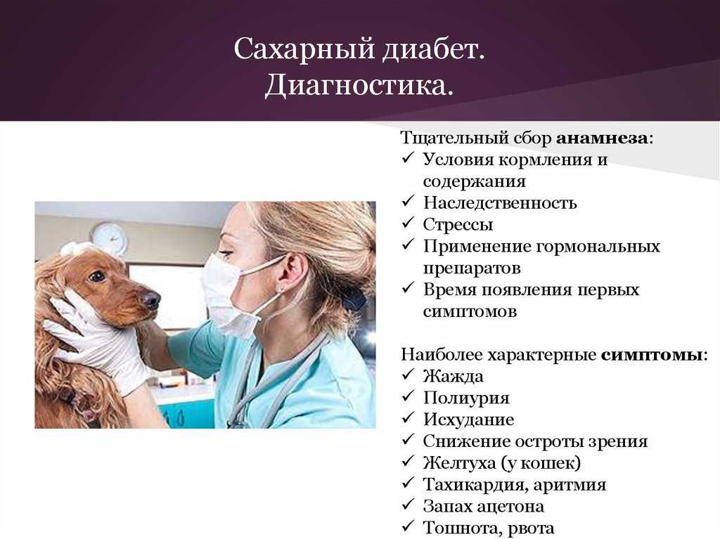 Сахарный диабет: симптомы и лечение у кошек, причины, осложнения и прогноз | блог ветклиники "беланта"