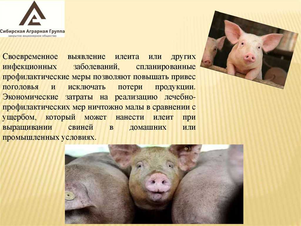 Энтеропатия с потерей белка у собак: как проявляется и как лечить | beauty-line14a.ru