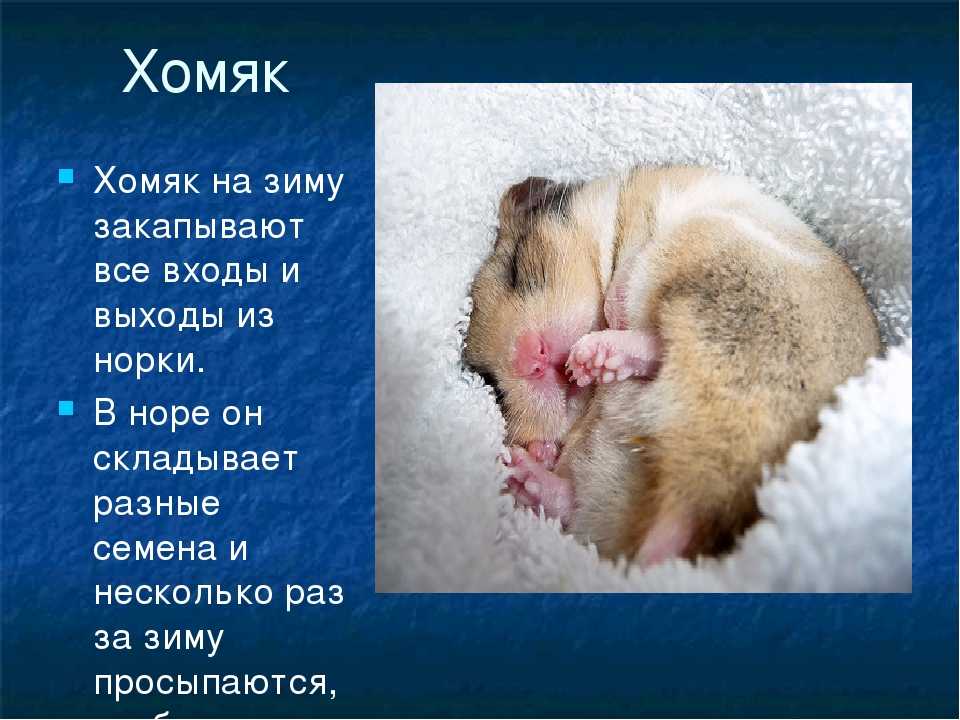 Чем кормить морскую свинку