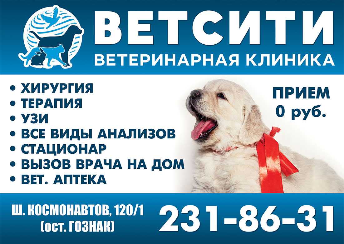 Болотная черепаха: питание, уход и разведение в домашних условиях