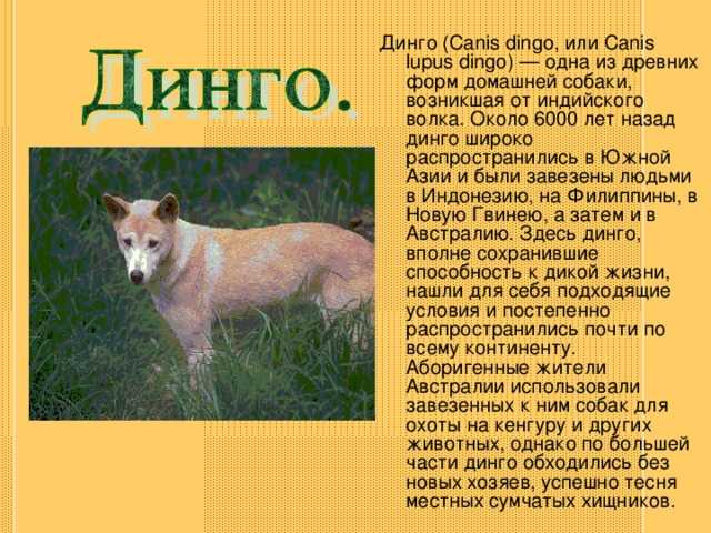 Риддик динго донго