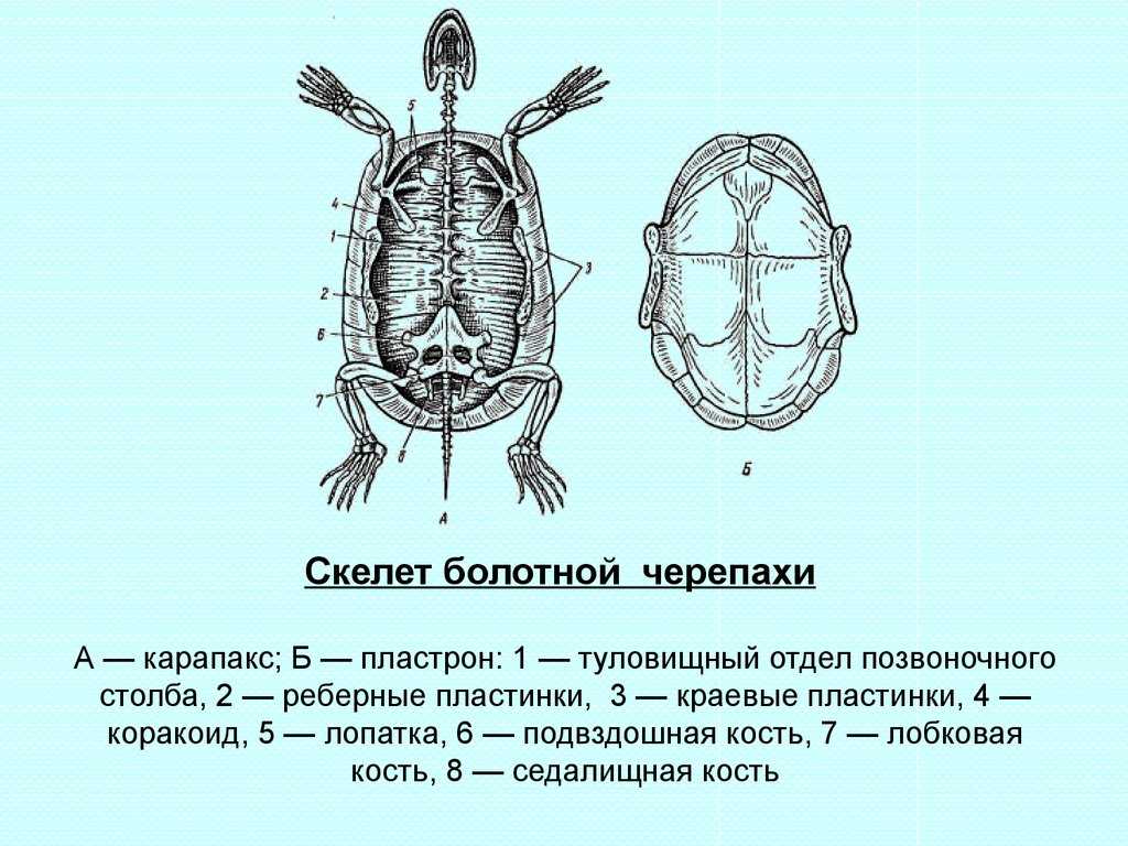 Панцирь черепахи: что это такое и зачем он нужен?