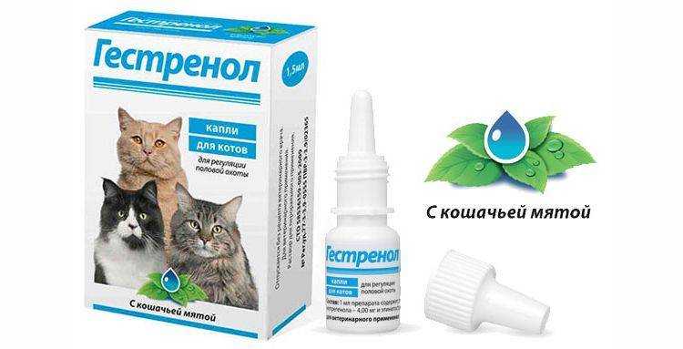 Контрацептивы для кошек: таблетки, иньекции, капли