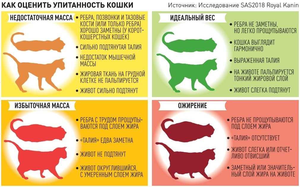 Ложная беременность у кошки: симптомы, лечение что делать?