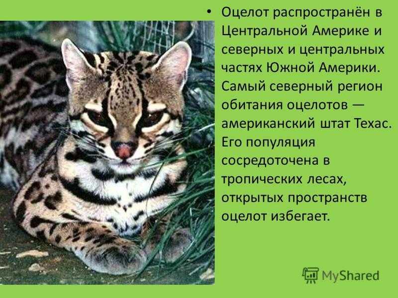 Оцелот – фото, описание, ареал, питание, содержание