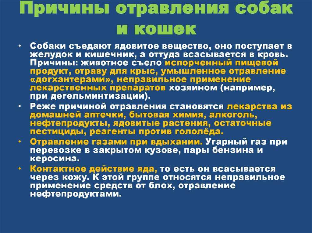 Рвота у кошки. что делать? причины тошноты и способы устранения, советы по оказанию первой помощи