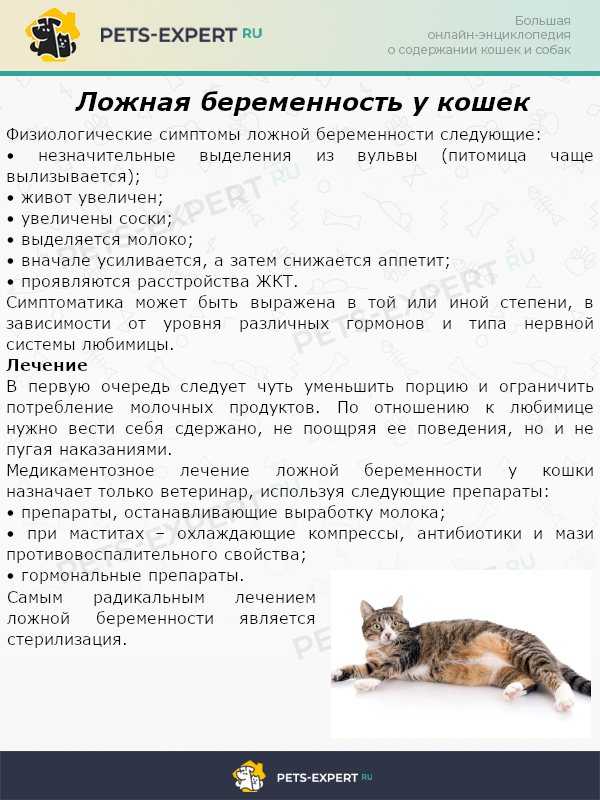Течка у кошки: как успокоить, как часто бывает и что делать