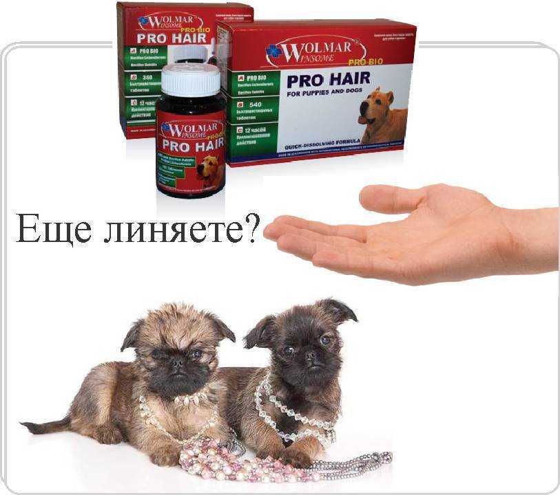 Запор у собаки