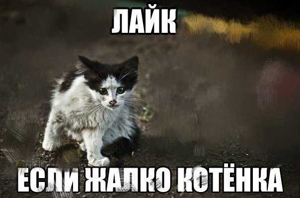 Как продать котят быстро: на что обратить внимание