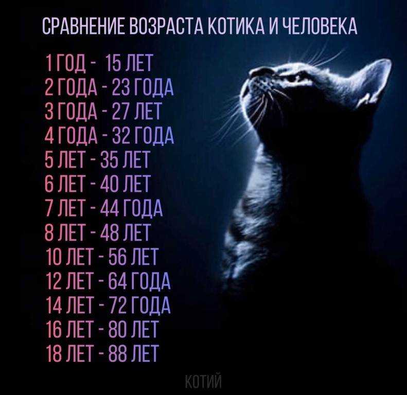 До какого возраста растут сибирские коты — до скольки лет кошки рожают