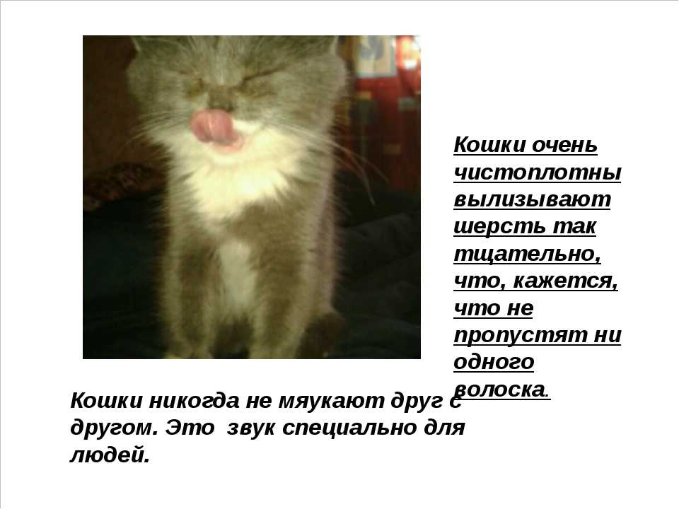 Как успокоить кошку: 10 шагов (с иллюстрациями)