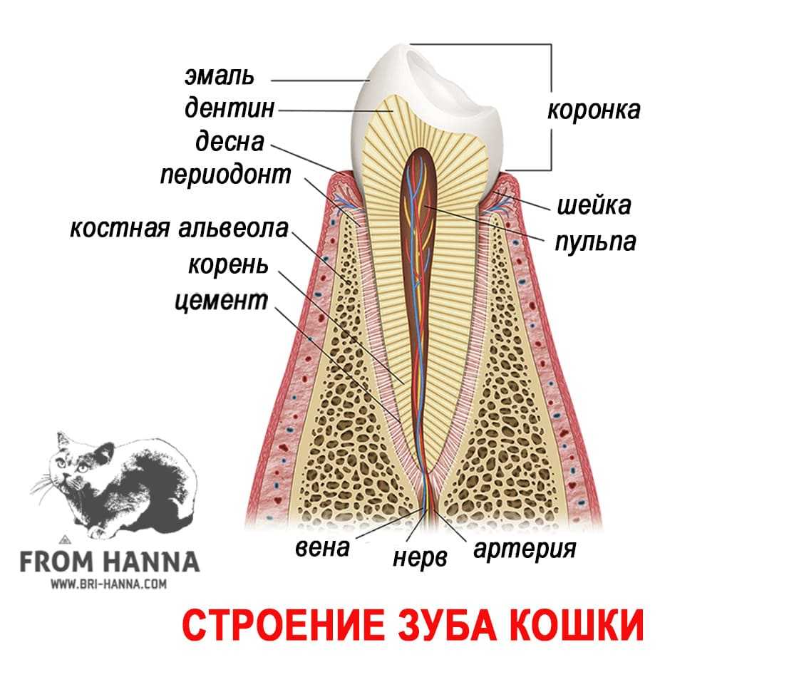 Лечение гингивита у кошек – эффективные методы