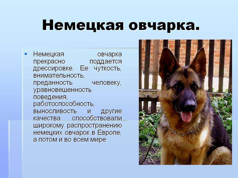 Характеристика монгольской овчарки породы банхар: особенности породы