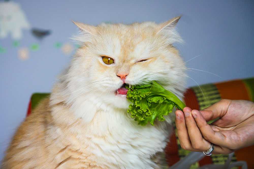 7 причин почему котенок не ест - последствия