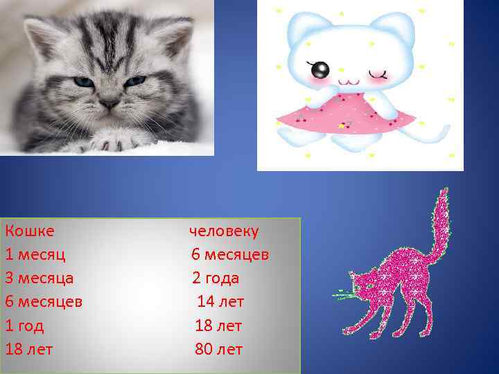 До какого возраста растут коты и кошки разных пород