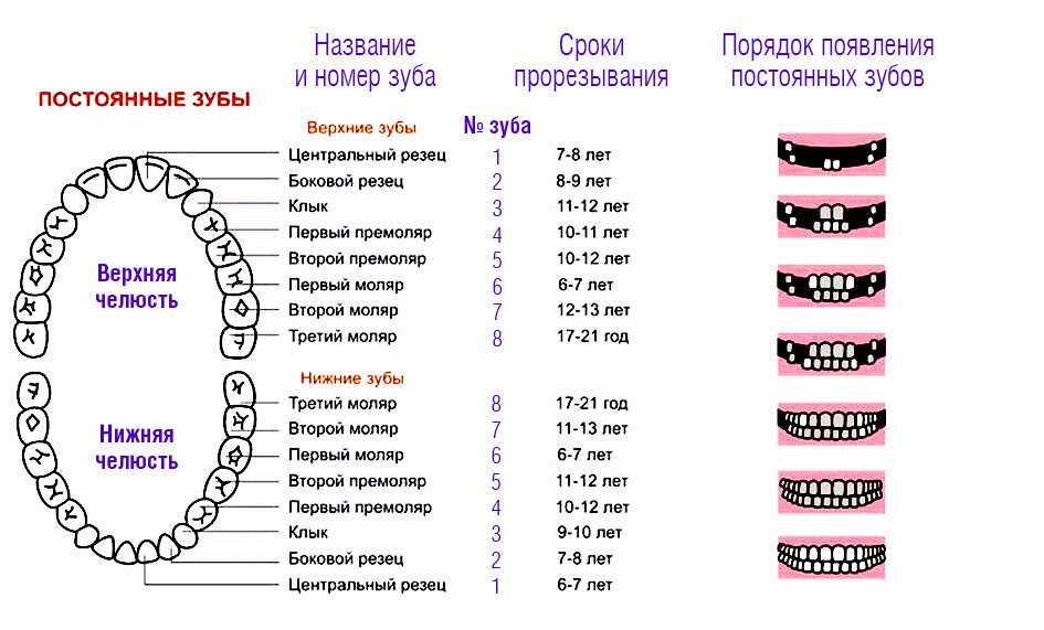 Когда меняются молочные зубы у котят,  особенности смены молочных зубов