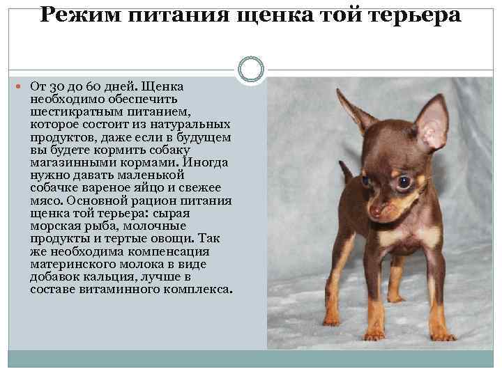 Как ухаживать за ушами померанского шпица