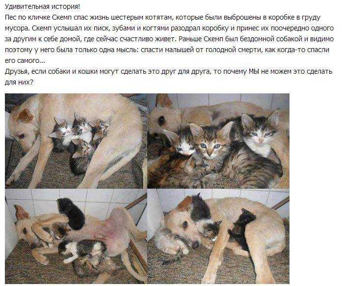 Зачем кошки приносят убитых животных домой
зачем кошки приносят убитых животных домой