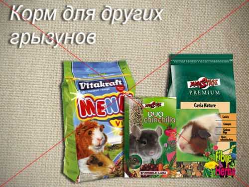 Можно ли дать морской свинке хлеб