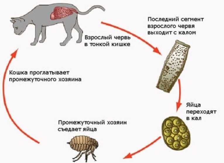 Глисты у кошек, их симптомы и лечение