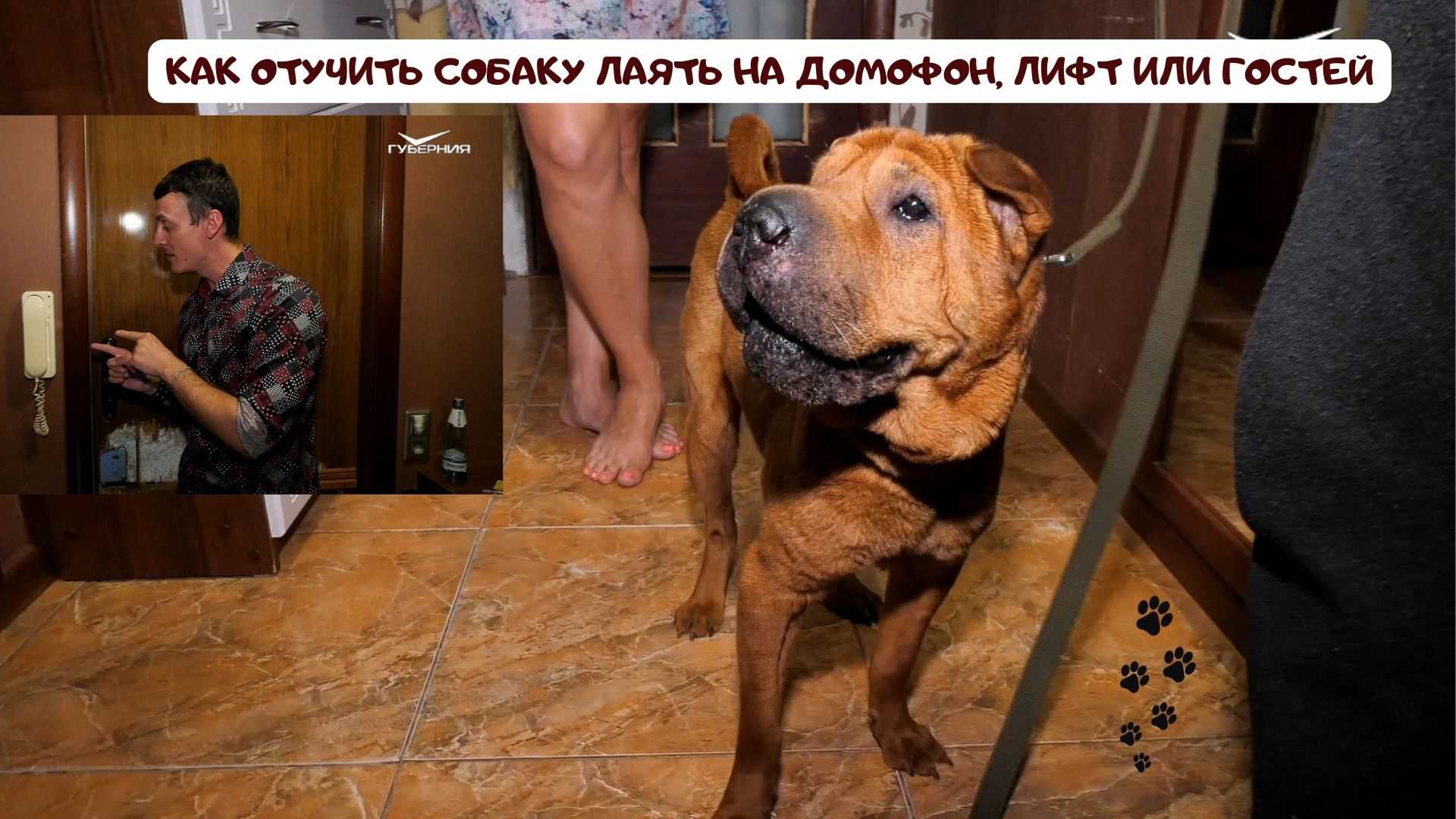 Как отучить собаку лаять дома – на всех подряд, шум, без причины