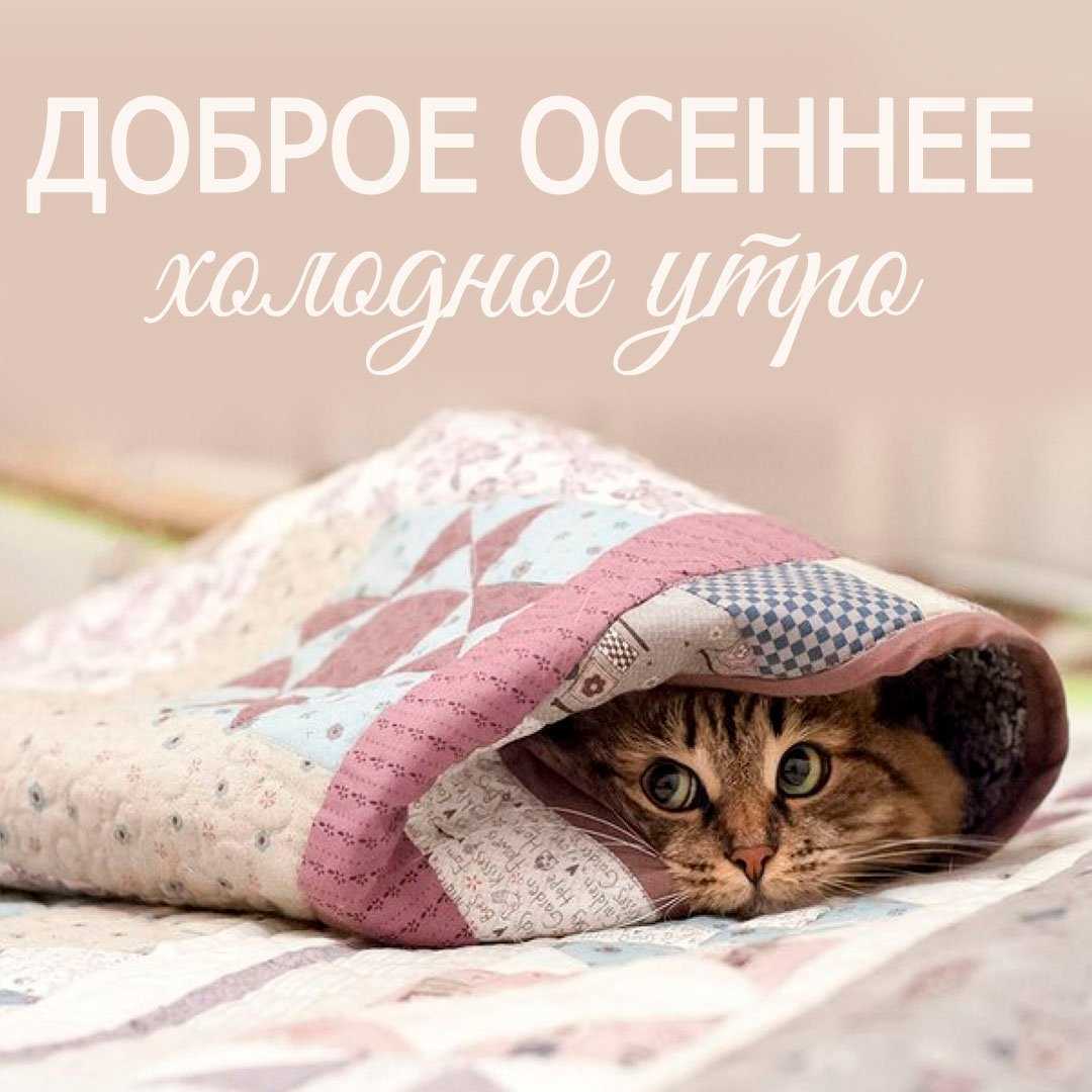 8 причин, почему кошка прячется под одеяло - как исправить